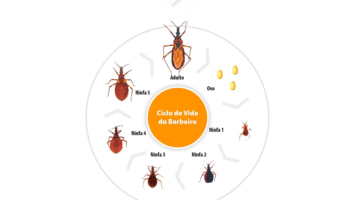 Barbeiro Doença de Chagas Arte Ciclo do Inseto