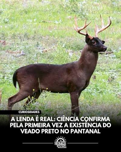 Pesquisadores confirmaram pela primeira vez a existência de cervos-do- pantanal com melanismo, condição genética que deixa a pelagem dos animais muito mais escura, podendo chegar ao preto. Os registros foram feitos por meio
